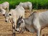 Jabalpur News: डेयरियों को शहर से बाहर शिफ्ट करने के मामले पर NGT ने सरकार से मांगी रिपोर्ट, जानिए पूरा मामला