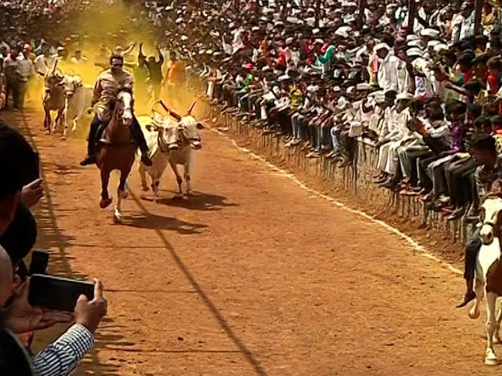 पुणे जिल्ह्यातील निमगाव दावडी बैलगाडा शर्यतीचे कोल्हे झाले घोडीवर स्वार