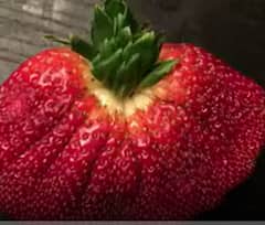 Heaviest Strawberry: స్ట్రాబెర్రీతో వరల్డ్ రికార్డు సృష్టించిన ఇజ్రాయెల్‌ రైతు