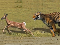 Ranthambore National Park Viral Video: टुरिस्ट के सामने ही बाघ ने किया हिरण का शिकार, वीडियो देखकर आपके भी रोंगटे खड़े हो जाएंगे