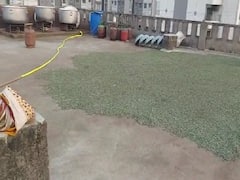 भेसळखोरांनी हद्द पार केली! सडक्या शेंगदाण्याला पिस्ता म्हणून विकलं; नागपुरात मोठी कारवाई 