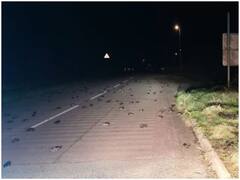 Mystery: अचानक आसमान से जमीन पर गिरने लगे मरे हुए पक्षी, रोड पर 200 से ज्यादा पक्षी मरे मिले