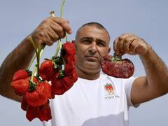 IN PICS | A 289 Gram Strawberry — Fruit That Just Made It To Guinness World Records