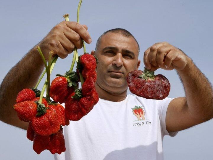 Israeli farmer Tzachi Ariel displays a 289 grams strawberry (R) that was found in his agricultural field and set a new Guinness World Records for the heaviest strawberry, in the Kadima village in central Israel on February 17, 2022 | Photo: AFP