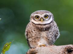 जबरदस्तच! हे सौंदर्य आहे आपल्या मेळघाटातलं; वन्य जैवविविधतेचे खास फोटो आपल्यासाठी...