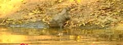 Visakha Zoo Officials Tense About Crocodiles Number: మొసళ్ల సంఖ్య పెరిగిపోతోందని అధికారుల్లో ఆందోళన
