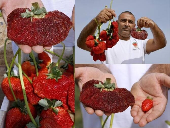 In Pics A 2 Gram Strawberry Fruit That Just Made It To Guinness World Records