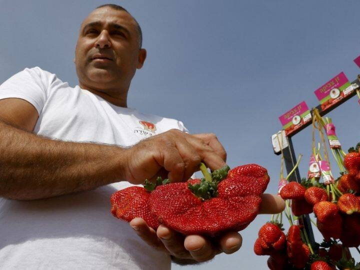 Tzahi Ariel had been hoping it was a record of sorts when he saw how big the fruit were growing on their family farm last year | Photo: AFP 