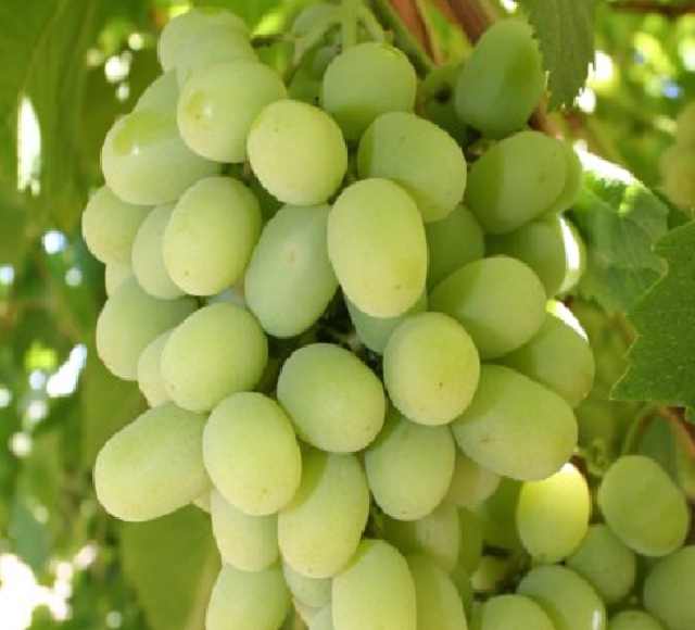 तुम्हालाही द्राक्षे आवडतात? जाणून घ्या दुष्परिणाम