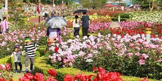 Chandigarh Rose Festival Chandigarh Rose Festival: ਕੋਰੋਨਾ ਕਰਕੇ ਦੋ ਸਾਲਾਂ ਮਗਰੋਂ ਇਸ ਦਿਨ ਸ਼ੁਰੂ ਹੋਵੇਗਾ ਰੋਜ਼ ਫੈਸਟੀਵਲ, ਤਿਆਰੀਆਂ ਸ਼ੁਰੂ