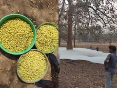 Mahua Flowers: छत्तीसगढ़ के महुआ की महक अब विदेशों तक पहुंची, यूके में 750 क्विंटल हुए निर्यात, जानिए खासियत