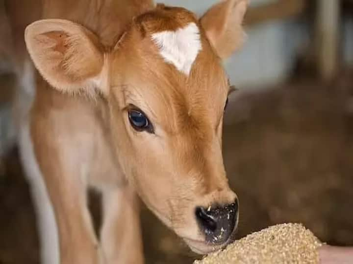 Rajasthan Four Men Arrested For sexual harresment Calf கன்றுக்குட்டிக்கு பாலியல் வன்கொடுமை - வைரலான வீடியோவால் சிக்கிய காமக் கொடூரர்கள்..!