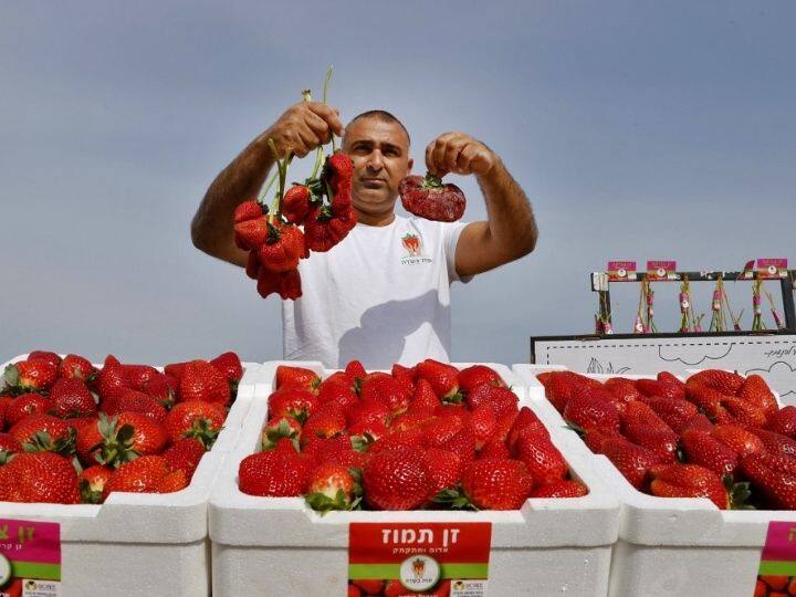 The Guinness Book of World Records website said it was an unusually cold weather in early 2021 that slowed the ripening process of the strawberry, allowing it to continue gaining weight | Photo: AFP