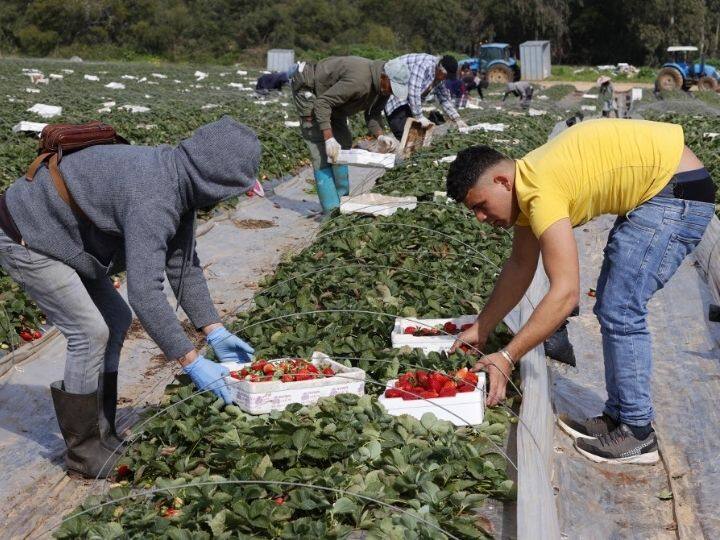 Workers pick strawberries in a field where the fruit weighting 289 grams was found, in the Kadima village in central Israel | Photo: AFP
