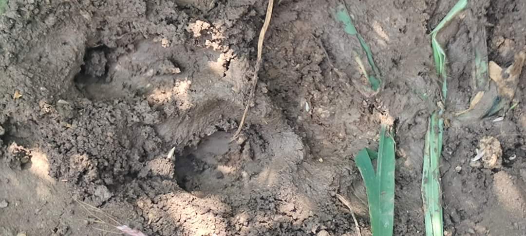 MP News: मध्य प्रदेश के इस जिले में तेंदुए के पैरों के निशान मिलने से दहशत, वन विभाग ने जारी किया खेत में अकेले नहीं जाने का अलर्ट