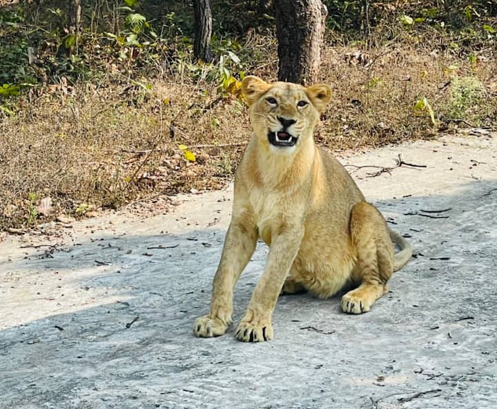 आपको केवल इस लिंक rajgirzoosafari.in पर क्लिक करना है, जिसके बाद टिकट बुकिंग के ऑप्शन पर क्लिक कर आप 250 रुपये की पेमेंट करके टिकट बुक कर पाएंगे. बता दें कि जू सफारी में जंगली जानवर खुले में विचरण करते दिखेंगे. पर्यटक गाड़ियों में बैठकर उन्हें खुले में देखने का अनुभव ले सकेंगे.