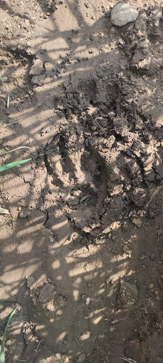 MP: Leopard Footprints Spotted In Dewas, Locals Asked Not To Go Alone In Fields