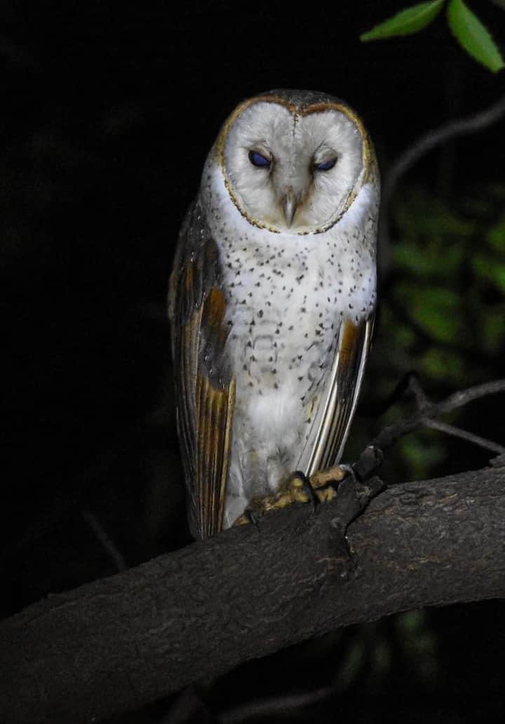 गव्हाणी घुबड (फोटो सौजन्य : सुनिल वाकोडे, वन परिक्षेत्र अधिकारी, अकोट)