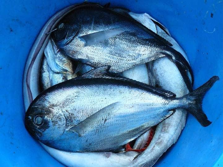Do you like sea fish? Here are the five dangers hidden in them Seafood: సముద్రపు చేపలంటే ఇష్టమా? వాటిలో దాక్కున్న అయిదు ప్రమాదాలు ఇవిగో
