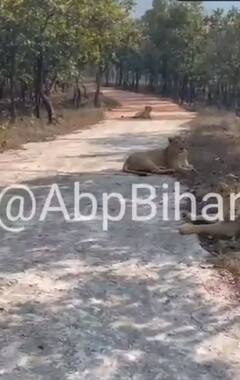 Rajgir Zoo Safari: राजगीर में जू सफारी घूमने की कर रहे हैं प्लानिंग? तब तो जरूर पढ़ें ये खबर