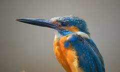 जबरदस्तच! हे सौंदर्य आहे आपल्या मेळघाटातलं; वन्य जैवविविधतेचे खास फोटो आपल्यासाठी...