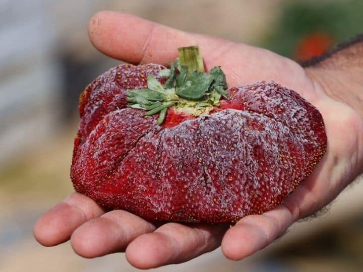 The 289 gram strawberry found in Israeli farmer Tzachi Ariel's field set a new Guinness World Record for the heaviest strawberry, in the Kadima village in central Israel | Photo: AFP
