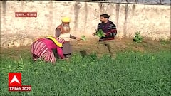 Punjab : हिंदी सिनेमातील प्रसिद्ध पदार्थ 'मक्के दी रोटी, सरसो का साग' म्हणजे नेमकं काय? Special Report