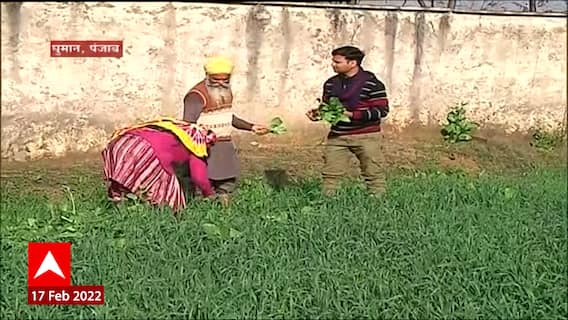 Punjab : हिंदी सिनेमातील प्रसिद्ध पदार्थ 'मक्के दी रोटी, सरसो का साग' म्हणजे नेमकं काय? Special Report
