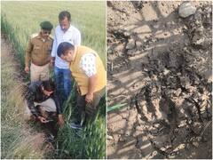 MP News: मध्य प्रदेश के इस जिले में तेंदुए के पैरों के निशान मिलने से दहशत, वन विभाग ने जारी किया खेत में अकेले नहीं जाने का अलर्ट