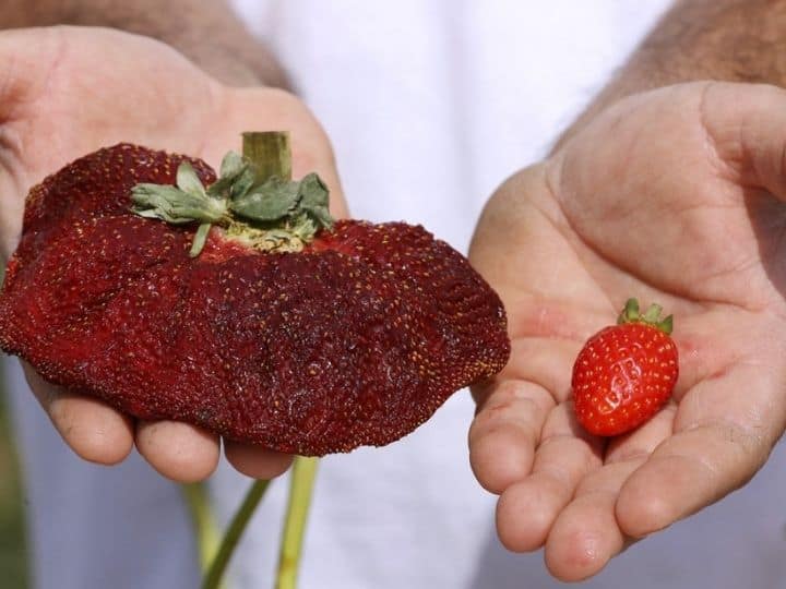 At 289 grams, the fruit is about five times the weight of an average strawberry of the local Ilan variety | Photo: AFP