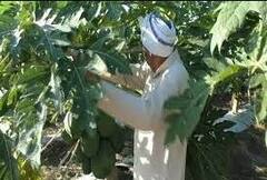 ਹੋਟਲ 'ਚ ਕੱਪ-ਪਲੇਟ ਧੋਣ ਵਾਲਾ ਸੁਖਰਾਮ ਅੱਜ ਕਰੋੜਾਂ ਦਾ ਮਾਲਕ, ਇੰਝ ਬਣਾਈ 6 ਤੋਂ 80 ਏਕੜ ਜ਼ਮੀਨ