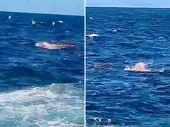 Trending: समुद्र में तैर रहे शख्स को जिंदा निगल गई शार्क, लोगों ने देखा यह खौफनाक मंजर