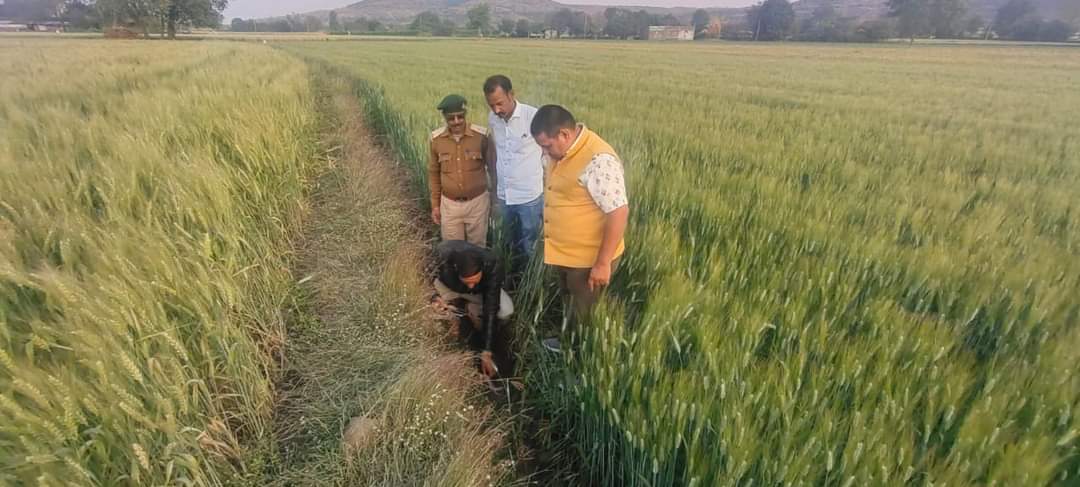 MP News: मध्य प्रदेश के इस जिले में तेंदुए के पैरों के निशान मिलने से दहशत, वन विभाग ने जारी किया खेत में अकेले नहीं जाने का अलर्ट