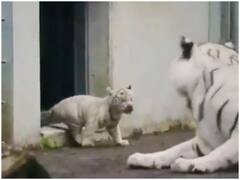 Watch: शरारती शावक ने की बाघिन को डराने की कोशिश, मां के रिएक्शन ने जीता दिल