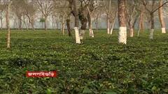 চলতি হাওয়া: ২৭ তারিখ পুরভোটের আগে কেমন আছে জলপাইগুড়ি? কী ভাবছেন বাসিন্দারা?। Bangla News