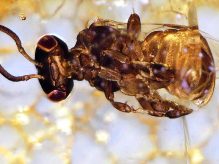 Two New Species Of Bees, Which Became Extinct Before Being Discovered, Found In Africa Two New Species Of Bees, Which Became Extinct Before Being Discovered, Found In Africa