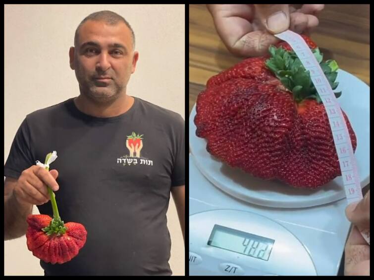 Giant Strawberry From Israel Declared Largest By Guinness World Records - Watch Video Giant Strawberry From Israel Declared Largest By Guinness World Records - Watch Video