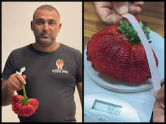 Giant Strawberry From Israel Declared Largest By Guinness World Records - Watch Video