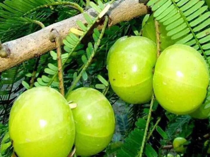 Rajsamand Hybrid Farming: hybrid farming Model ready in Rajsamand, farmer earning more than 30 lakhs every year by cultivating amla ann Rajsamand Hybrid Farming: राजसमंद में हाईब्रिड खेती का मॉडल तैयार, आंवला की खेती कर हर साल 30 लाख से ज्यादा कमा रहा किसान