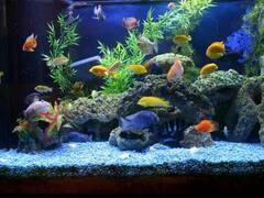Fish Tank Vastu Tips | பாசிட்டிவ் எனர்ஜி.. அதிர்ஷ்டம் தரும் மீன்வளர்ப்பு.. எந்த திசையில் எப்படி வைப்பது?  வாஸ்து டிப்ஸ்