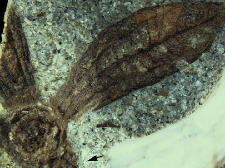 Two Fruit Fossils, Millions Of Years Old, Discovered In Washington. Know Why It Is Surprising Two Fruit Fossils, Millions Of Years Old, Discovered In Washington. Know Why It Is Surprising