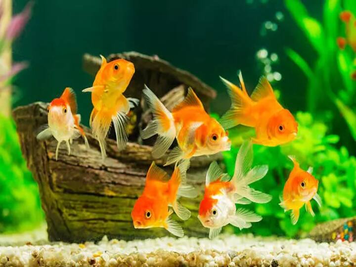 Vastu Tips agility of fish gives wealth happiness do this upay Vastu Tips 2022: मछलियों की चपलता से भरता है धन भंडार, रहती है खुशहाली, जानें उपाय
