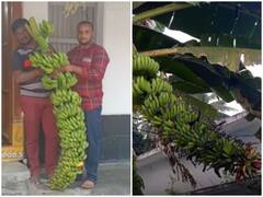 Watch: सोशल मीडिया पर वायरल हुआ बाहुबली केला, सेल्फी लेने के लिए दूर-दूर से आ रहे लोग