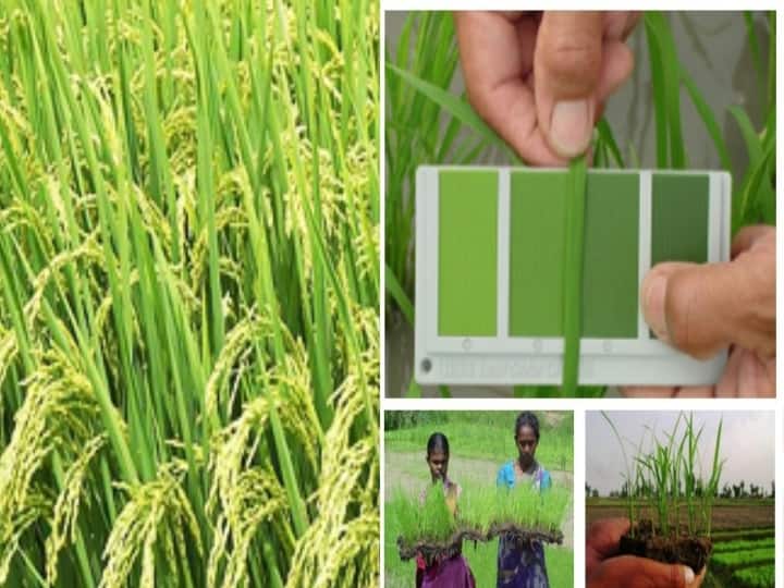 Farmers Get Two New The Tamil Nadu Agricultural University has released two new high yield rice varieties New High Yielding Paddy Varieties: కరవు, ఉప్పునేల పరిస్థితులు తట్టుకునే వరి వంగడాలు, దిగుబడులోనూ లాభసాటి రకాలే