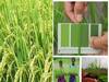 New High Yielding Paddy Varieties: కరవు, ఉప్పునేల పరిస్థితులు తట్టుకునే వరి వంగడాలు, దిగుబడులోనూ లాభసాటి రకాలే