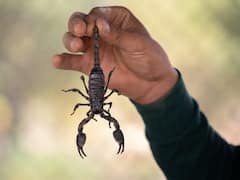 Scorpion Soup: తేలుతో స్పెషల్ సూప్, ఈ వీడియో చూసే ధైర్యం ఉందా? ఆరోగ్య ప్రయోజనాలు చాలానే ఉన్నాయట!