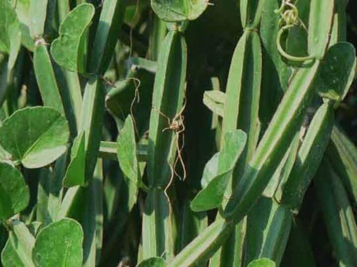 How to make chutney dried salt in veld grape? How and what are the medicinal properties Veld Grape Or Pirandai : பிரண்டை துவையல்.. உப்பு.. பிடிக்குமா? பிரண்டை சாப்பிட்டா இவ்வளவு மருத்துவ குணங்களா?