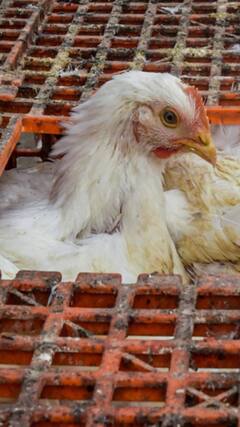 Bird Flu in Maharashtra: ठाणे के बाद पालघर के पोल्ट्री फार्म में भी मिला बर्ड फ्लू का मामला, प्रशासन की बढ़ी चिंता