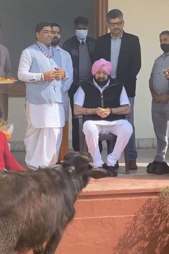 Punjab Assembly Election 2022 CM Caption Amrinder Singh ਪੰਜਾਬ ਦੇ ਸਾਬਕਾ ਮੁੱਖ ਮੰਤਰੀ ਕੈਪਟਨ ਅਮਰਿੰਦਰ ਸਿੰਘ ਨੇ ਚੋਣਾਂ 'ਚ ਜਿੱਤ ਲਈ ਕਾਲਾ ਕੱਟਾ ਕੀਤਾ ਦਾਨ