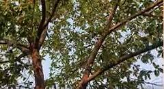 Rudraksha Tree In Karimnagar: కరీంనగర్ లో ప్రకృతి వ్యవసాయంతో రిటైర్డ్ ఉద్యోగి విన్నూత్న విజయం